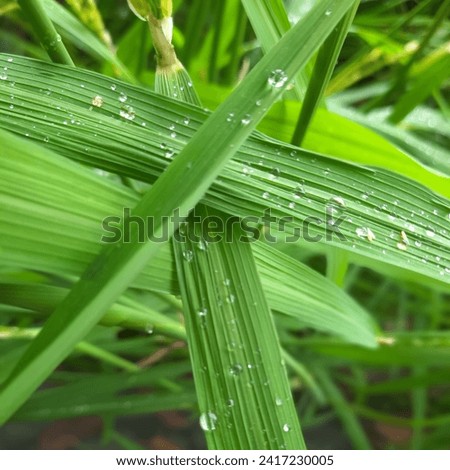 creative layout made of green leaves, rice leaves and leaves with water droplets. morning dew. water sticks to the leaves. lay flat. nature concept