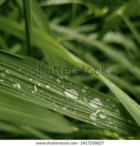 creative layout made of green leaves, rice leaves and leaves with water droplets. morning dew. water sticks to the leaves. lay flat. nature concept
