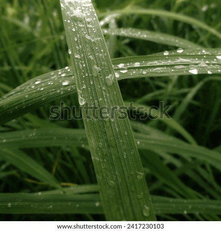 creative layout made of green leaves, rice leaves and leaves with water droplets. morning dew. water sticks to the leaves. lay flat. nature concept