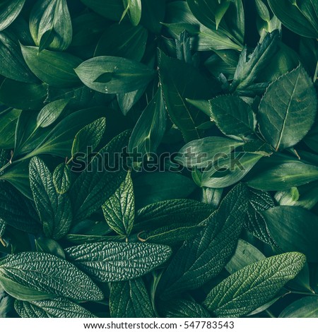 Creative layout made of green leaves. Flat lay. Nature background
