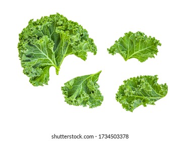 Creative layout made of kale leaves. Flat lay. Raw Kale salad isolated on white background. Food concept.
				