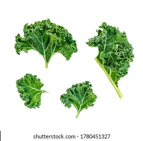 Creative layout made of Kale leaves. Flat lay. Raw Kale curly  salad leaf isolated on white background. 
