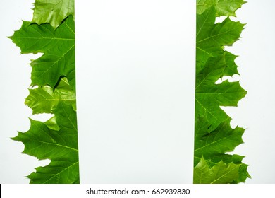 Creative layout made of maple tree green leaves. Flat lay. Nature background