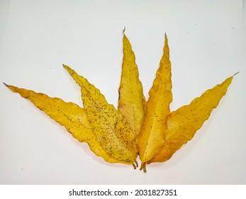 Creative Layout Made Of Monoon Longifolium Leaves, On White Background, Top View.