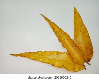 Creative Layout Made Of Monoon Longifolium Leaves, On White Background, Top View.