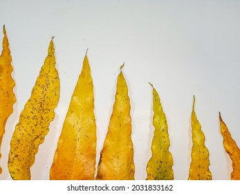 Creative Layout Made Of Monoon Longifolium Leaves, On White Background, Top View.