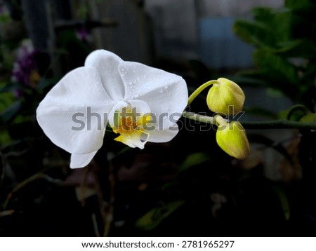Creative layout made from moon orchids or moth orchids, that is the name of the moon orchid flower in Indonesian.