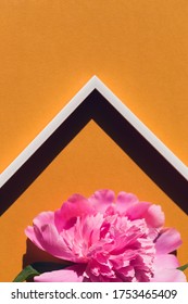 Creative Layout Made Of Pink Peony Flower On Colorful Background With White Frame.  Flat Lay. Nature Concept