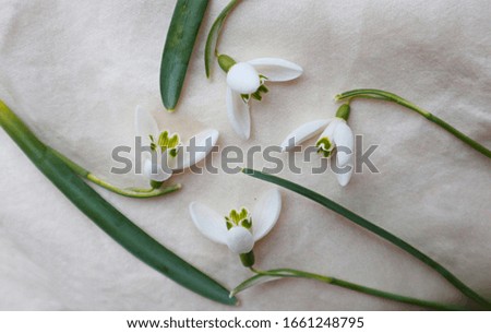  Creative layout made with snowdrop flowers on bright background, Mothers day concept                              