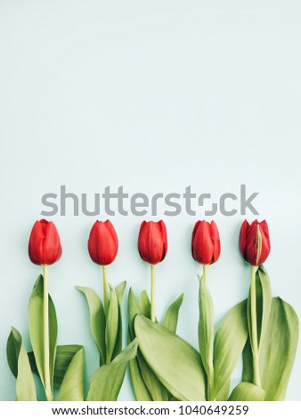Creative layout made of spring tulips on bright background. Flowers minimal flat lay.