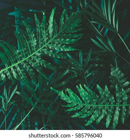 Creative layout made of tropical flowers and leaves. Flat lay. Nature concept