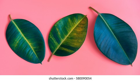 Creative layout made of tropical green leaves on pink background. Flat lay. Nature artistic concept.