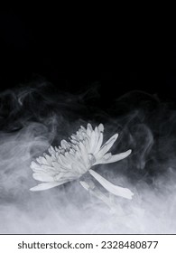 Creative layout  made of white flower and smoke with black background. nature concept. 