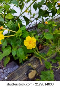 Creative Layout Made Of Yellow Flower. Flat Lay. Nature Concept