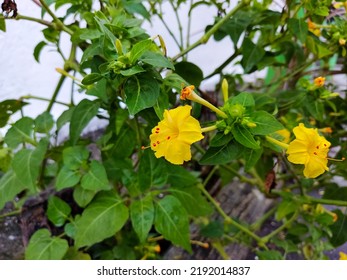 Creative Layout Made Of Yellow Flower. Flat Lay. Nature Concept