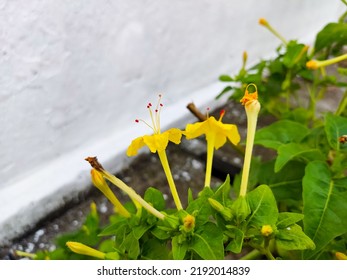 Creative Layout Made Of Yellow Flower. Flat Lay. Nature Concept