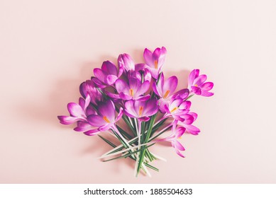 Creative layout pattern made with spring crocus flowers on pink background. Flat lay. Spring minimal concept.
