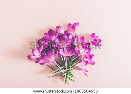 Creative layout pattern made with spring crocus flowers on pink background. Flat lay. Spring minimal concept.