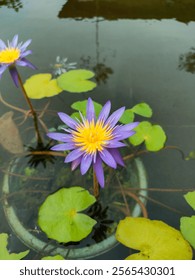 Diseño creativo flores moradas