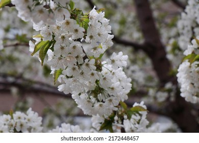 Creative Layout Of A White Flower Branch In The Park With Pink Nectar.