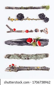 Creative layout wits Sarcoscypha spring forest mushroom on a white background. Composition of red mushrooms on old branches from the forest, with moss, lichens, cone and snails. 