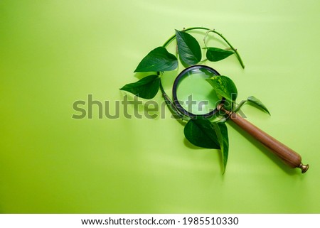 Creative, magnifying glass entwined with green leaves, Searching for nature, space for text, Green background, arrangement of discovering 