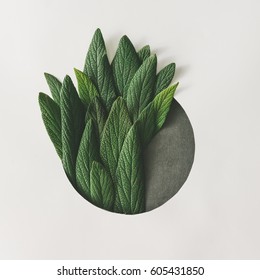 Creative minimal arrangement of green leaves. Nature concept. Flat lay.