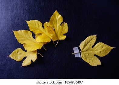 Creative multitask background with fallen leaves and duct tape on black background. Leaves lie freely and fixed with tape to solid textured background.