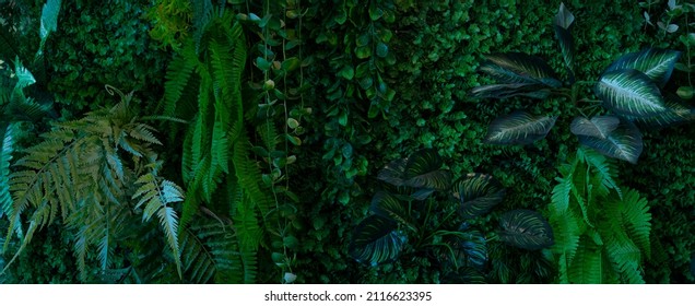 Creative nature green background, tropical leaf banner or floral jungle pattern concept. - Shutterstock ID 2116623395