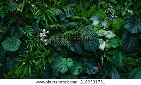 Creative nature wall background, tropical leaf banner or floral jungle pattern concept.