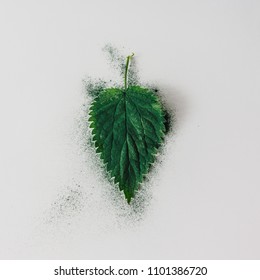 Creative Nettle Leaf Layout With Green Powder. Minimal Nature Concept. Flat Lay. Tea Concept