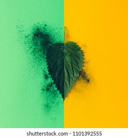 Creative Nettle Leaf Layout With Green Powder. Minimal Nature Concept. Flat Lay. Tea Concept