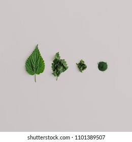 Creative Nettle Leaves Layout With Green Powder. Minimal Nature Concept. Flat Lay. Tea Concept