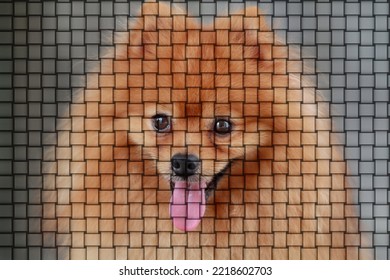 Creative Pattern Background Of Fluffy Happy Pomeranian Dog