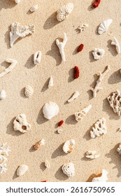 Creative pattern with Seashells and corals on sandy beach at sunlight. Summer vacation concept, beach mood. Nautical Top view minimal aesthetics still life composition on ocean shore. Nature tones