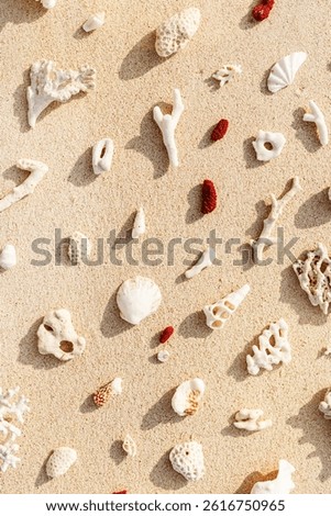 Creative pattern with Seashells and corals on sandy beach at sunlight. Summer vacation concept, beach mood. Nautical Top view minimal aesthetics still life composition on ocean shore. Nature tones