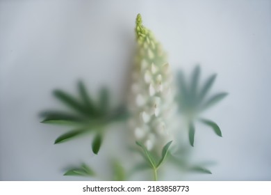 Creative photo of a flower in a blur filter, a branch of white lupines with leaves lies on a white background