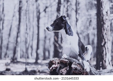 902 Dog Sitting On Tree Trunk Images, Stock Photos & Vectors | Shutterstock