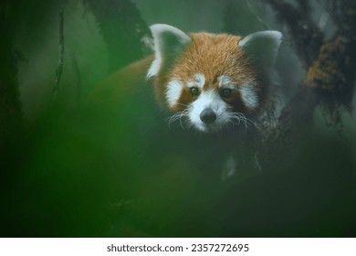 Creative portrait of red panda peering through vegetation on top of an oaknut tree