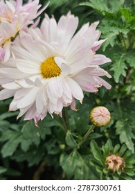 Creative reverse angle shot of a pink dahlia flower showcasing the green stem and back of petals under soft light.
