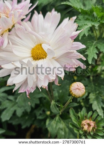 Creative reverse angle shot of a pink dahlia flower showcasing the green stem and back of petals under soft light.
