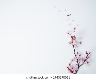 Creative sakura tree, blossom tree branch with petals and buds flying on wind, white background, spring concept with copy space, flat lay, top view