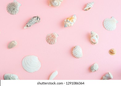 ピンクの貝殻 の画像 写真素材 ベクター画像 Shutterstock