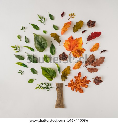 Creative season layout of colorful summer and autumn leaves and branches. Nature mockup background. Seasonal concept. Flat lay tree.