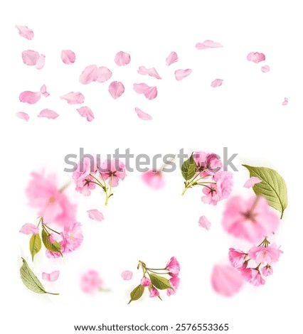 A creative set with Beautiful blooming of delicate pink Sakura flowers falling in the air, isolated on white background.