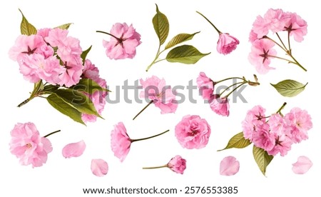 A creative set with Beautiful blooming of delicate pink Sakura flowers falling in the air, isolated on white background.