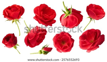 Creative set, collection with Beautiful Red English Rose falling in the air isolated on white background. High resolution image. Flower levitation or zero gravity conception