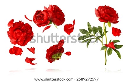 Creative set collection with Beautiful Red Peony falling in the air isolated on white background. High resolution. Zero gravity or levitation concept.