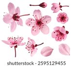 Creative set collection with Blooming of delicate pink flowers falling in the air, isolated on white background. Prunus cerasifera 