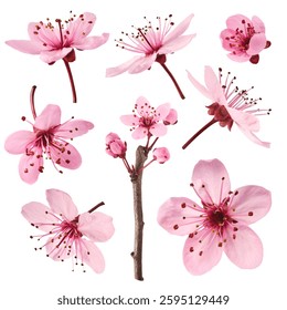 Creative set collection with Blooming of delicate pink flowers falling in the air, isolated on white background. Prunus cerasifera 'Nigra' or Canadian black plum